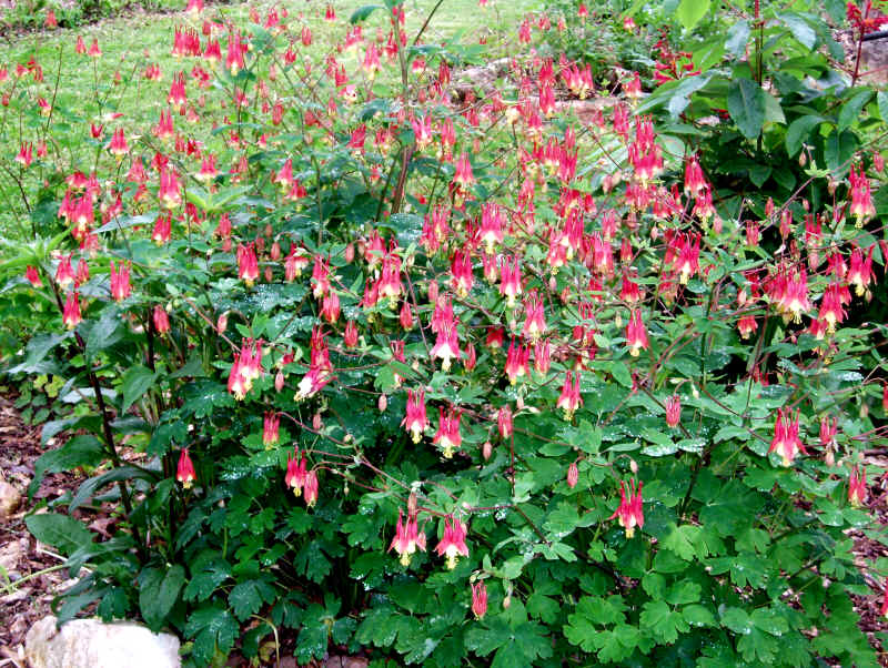 Aquilegia Canadensis